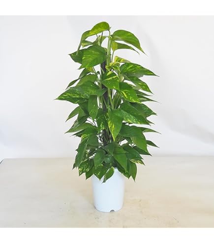 Amazon | ポトス ヘゴ仕立て10号サイズ | MAKIMO PLANT | 観葉植物 通販